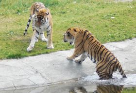 04_da_Tiger.jpg